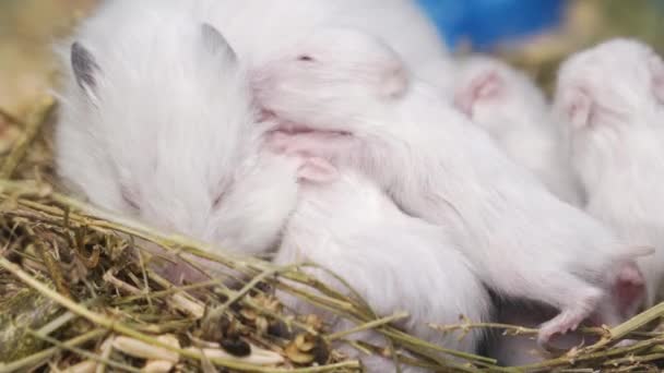 새장에 아기를 안고 있는 흰 시리아의 햄스터. — 비디오