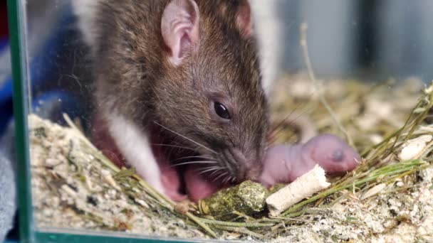 Ratto grigio con neonati. riproduzione di roditori. — Video Stock