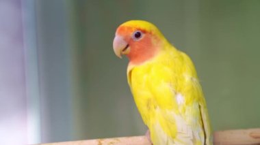 Kuş ayrılmaz bir bütündür. Büyük, renkli, güzel papağanlar.. 