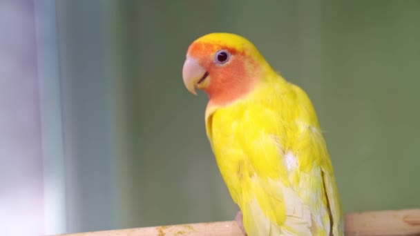Птах нерозривний. великі, барвисті, красиві папуги . — стокове відео