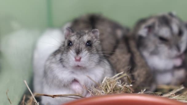 Uma família de hamsters Jungar. venda e reprodução de roedores domésticos. loja de animais — Vídeo de Stock