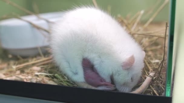 Rata blanca con recién nacidos, hámsters y cobayas en jaulas vecinas — Vídeos de Stock
