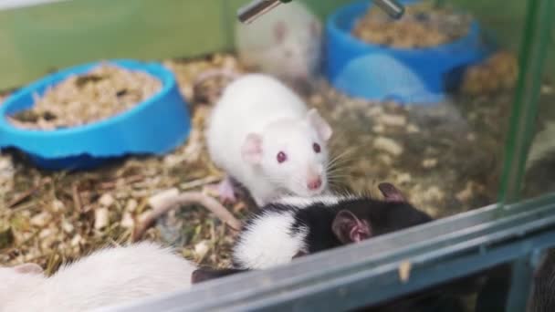 Ratti domestici in gabbia. negozio di animali. — Video Stock