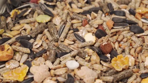 Szkodniki. chrząszcze w paszy dla chomików granulowanych lub mieszanki nasion. sklep zoologiczny — Wideo stockowe
