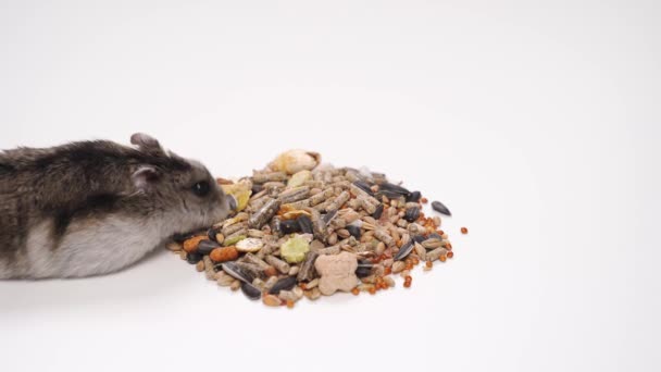 Hamster äter foder granulat eller blandning av frön på vit bakgrund.sällskapsdjur butik — Stockvideo