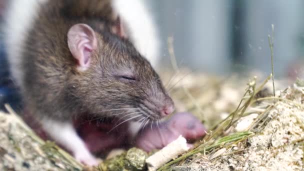 Graue Ratte mit Neugeborenen. Nagetierzucht. — Stockvideo