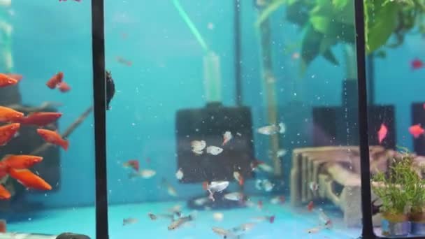Pequenos peixes pegam uma rede no aquário. meditação. loja de animais. — Vídeo de Stock