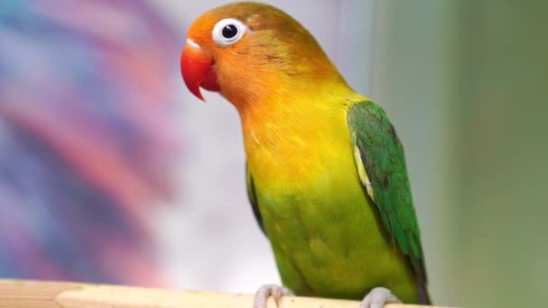 Las aves son inseparables. loros grandes, coloridos, hermosos. — Vídeos de Stock