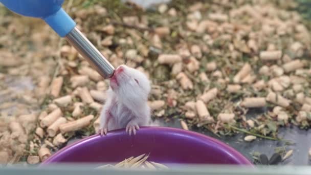 Seekor hamster syrian bayi minum air dari botol air khusus di kandang. — Stok Video