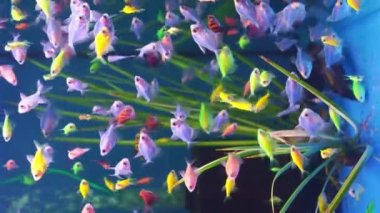 dikey video. Akvaryumda çok renkli küçük balıklar yüzer. Meditasyon. evcil hayvan dükkanı.