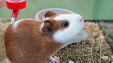 Beyaz kobay fareli tatlı kızıl saçlı. Evcil hayvan satan bir dükkan.. 
