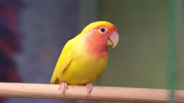 Les oiseaux sont inséparables. grands, colorés, beaux perroquets. — Video