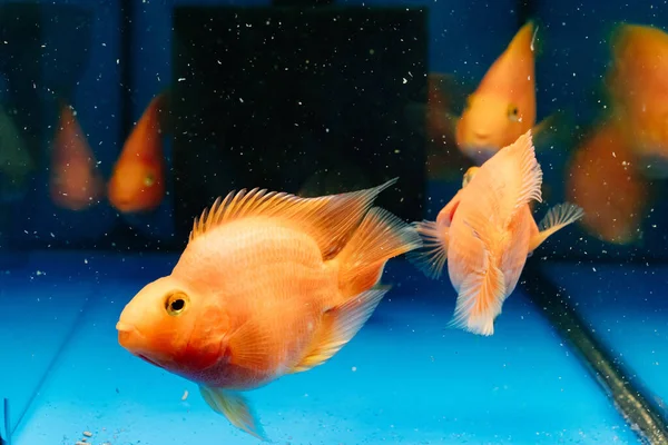 Fish parrot red. goldfish swim in the aquarium. exotic marine creatures — Stock Photo, Image