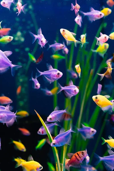 The glofish multi-colored fish swim in the aquarium. meditation. pet shop. — Stock Photo, Image