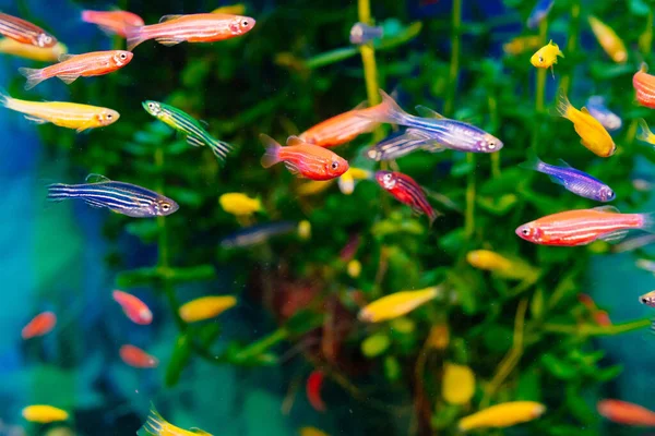 Danio small, fast fish with unusual colors. — Stock Photo, Image