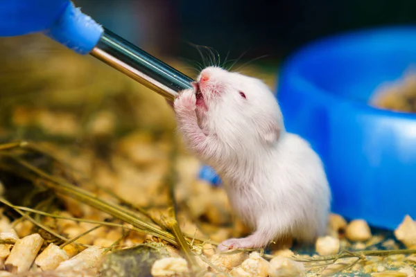 Hamster clearance drink water