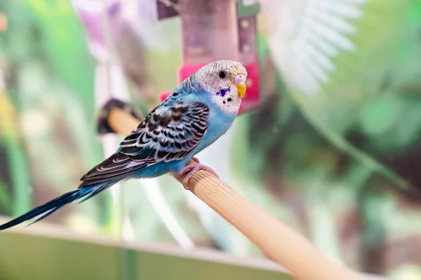 Der blaue, wellige Papagei sitzt auf einer Sitzstange. Exotische Vögel. Zoohandlung. — Stockfoto