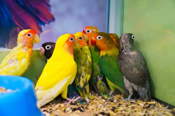 Jede Menge Papagei im Käfig. große, farbenfrohe, schöne Papageien. — Stockfoto