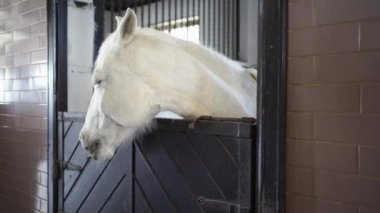 Beyaz at ahırda ahırda