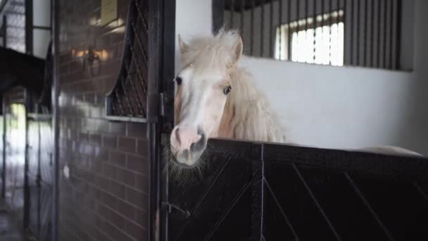 Cheval blanc avec une crinière luxuriante dans une stalle dans l'écurie — Video