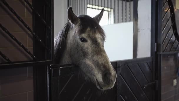 Cheval gris dans une stalle dans l'écurie — Video