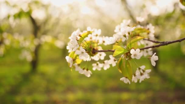 Trädgren i körsbärsträdgården på våren. gå bland blommande träd. — Stockvideo