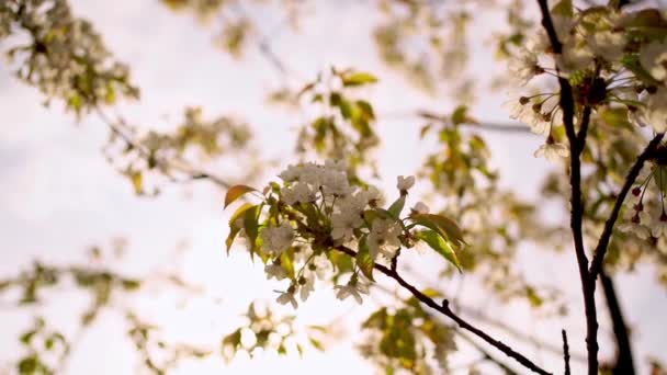 Ramas de árboles en el huerto de cerezos en primavera contra el cielo — Vídeo de stock