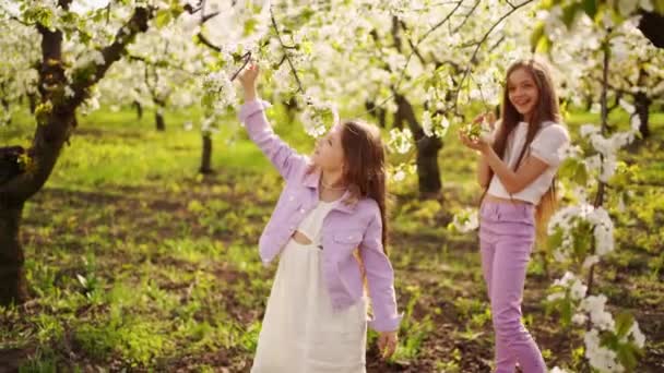 Дві довгошерсті дівчата сестри ходять в саду з квітучими деревами . — стокове відео
