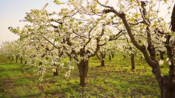 Cerisier au printemps. Promenade parmi les arbres à fleurs. — Video