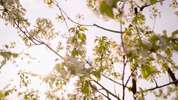 Boomtakken in kersenboomgaard in het voorjaar tegen de hemel — Stockvideo