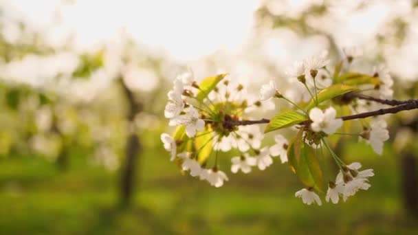 Rama de árbol en huerto de cerezos en primavera. caminar entre los árboles florecientes. — Vídeos de Stock