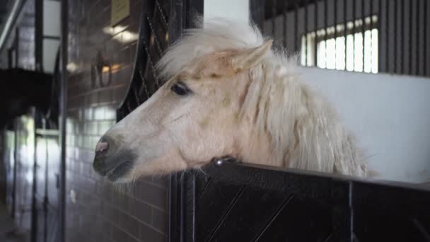 Cavalo branco com uma juba exuberante em uma tenda no estábulo — Vídeo de Stock