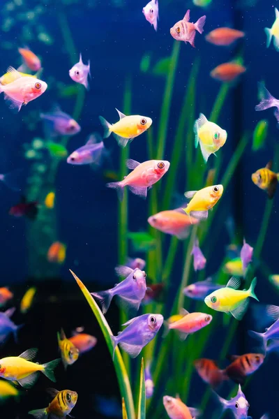 Kleine meerkleurige vissen zwemmen in het aquarium. meditatie. dierenwinkel. — Stockfoto