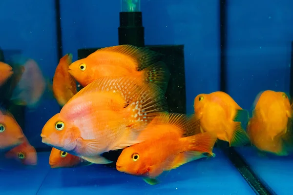 Rybí papoušek. v akváriu plavou zlaté rybky. exotická mořská stvoření — Stock fotografie