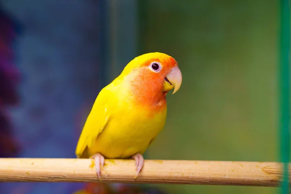 Liebespapagei. Vogel ist unzertrennlich. große, farbenfrohe, schöne Papageien. — Stockfoto
