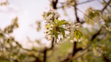 İlkbaharda kiraz bahçesindeki ağaç dalı. Çiçek açan ağaçların arasında yürü.