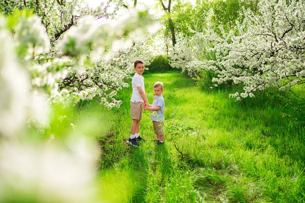 Два маленьких мальчика на лужайке среди цветущих деревьев. жизнь в сельской местности. — стоковое фото