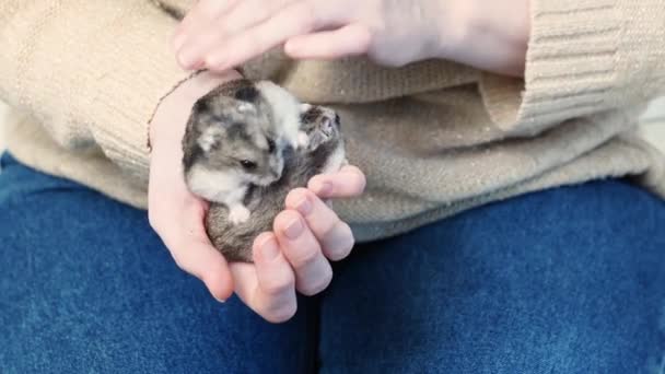 Deux hamsters Jungar dans les mains d'une femme. — Video