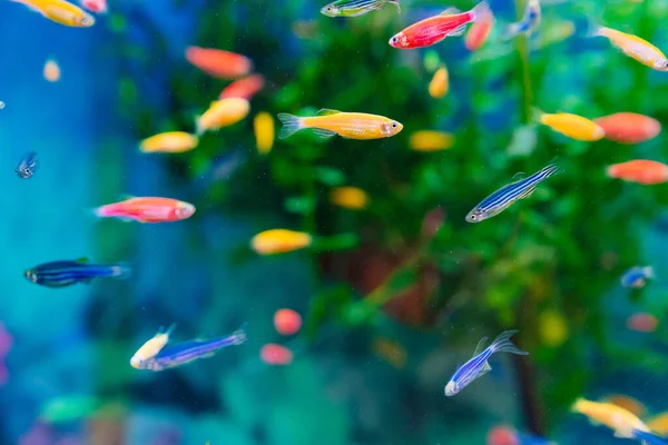 Danio Malé Rychlé Ryby Neobvyklými Barvami Nenáročné Plemeno Pro Začínající — Stock fotografie