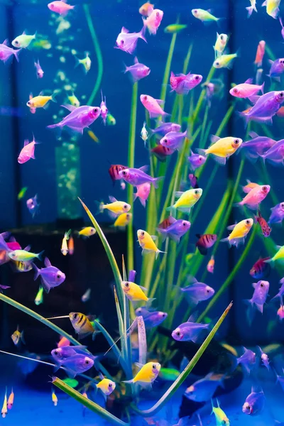 Glofish Peaceful Unpretentious Although Relatives Piranhas Small Multi Colored Fish — Stock Photo, Image