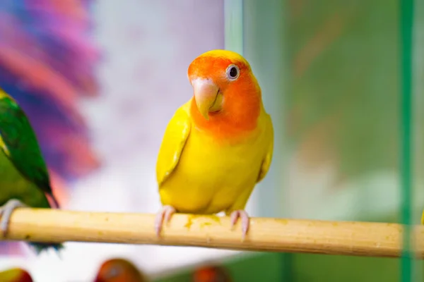 lovebird parrot. bird is inseparable. large, colorful, beautiful parrots. popular with fans of feathered exotics. pet shop. Veterinary clinic.