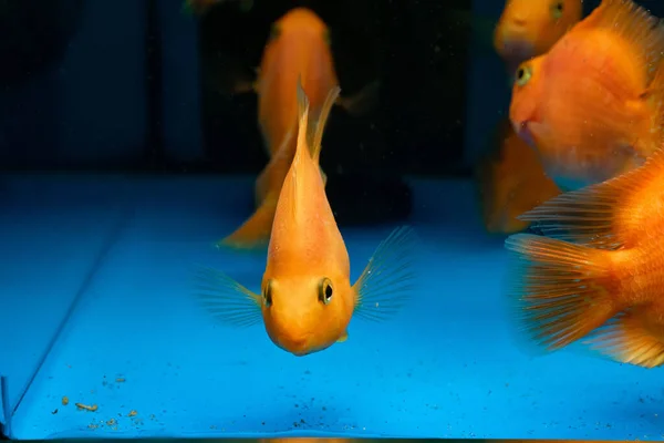 Pez Loro Rojo Peces Dorados Nadan Acuario Vender Mascotas Una — Foto de Stock