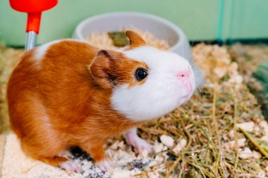 Kafesinde beyaz kobay faresi olan kızıl saçlı tatlı bir kız. Evcil hayvan dükkanında evcil hayvan satmak. Veteriner Kliniği.