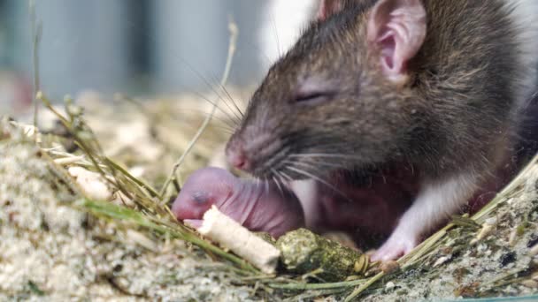 Rata gris con recién nacidos. cría de roedores. — Vídeo de stock