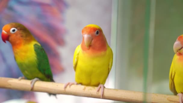 A madarak elválaszthatatlanok. nagy, színes, gyönyörű papagájok. — Stock videók