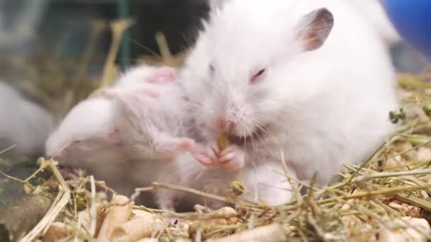 Witte Syrische hamster met peuters in kooi. — Stockvideo