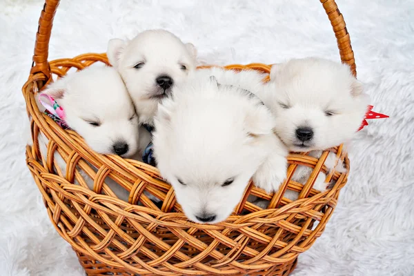 Quatro cachorros brancos em um cesto. cães reprodutores raça Spitz japonês. — Fotografia de Stock