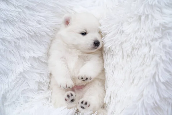Japonés spitz cachorro se encuentra con sus pies en la parte superior en un mullido blanco coverlet. —  Fotos de Stock