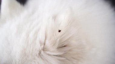 Keneler tehlikeli parazitlerdir. Sıcak mevsimde köpek sahiplerinin sorunu.... 