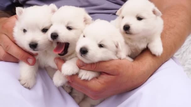 男の手に4匹の日本のスピッツの子犬。かわいい白いふわふわの犬. — ストック動画